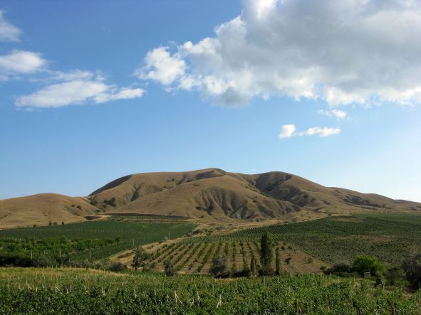 Виноградники Солнечной Долины. Крым. - Винный тур по  Крыму  «In vino veritas»!  (для групп от 6 чел)