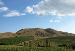 Виноградники Солнечной Долины. Крым. - Винный тур по  Крыму  «In vino veritas»!  (для групп от 6 чел)