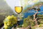 Крым и вино. - Винный тур по  Крыму  «In vino veritas»!  (для групп от 6 чел)
